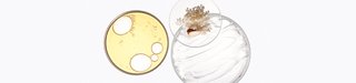 Article AuroraBotanica V2 Potentialiste 01 Kerastase
