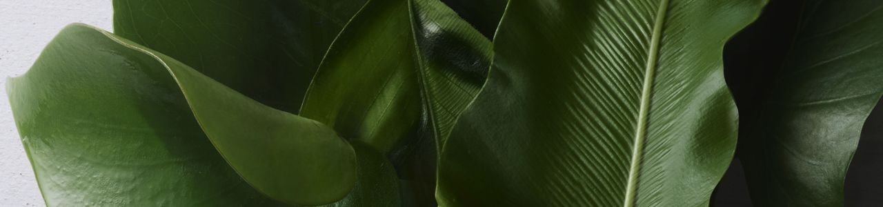 Illustration Hero Banner for Sustainable Luxury Article Kérastase
