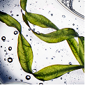 KER_chronologiste_bainregenerantshampoo_keyingredient2