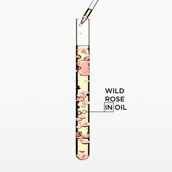 Ingredients Wild Rose