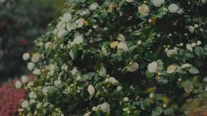 fragrance-elixir-ultime-banner-desk 1-compressed