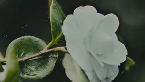KER_Fragrance_25_Flower-compressed