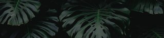 Hero banner Illustration for Aura Botanica Article Kerastase